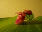 Pleurothallis marthae.JPG