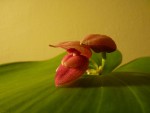 Pleurothallis marthae.JPG