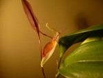 Pleurothallis hemirhoda.JPG