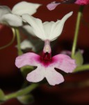 Calanthe vestita_b.jpg