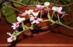 Calanthe vestita_c.jpg