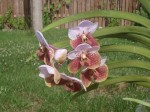 Vanda sanderiana.jpg