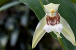 Coelogyne celebensis-02.jpg