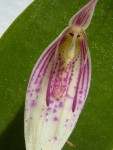 Restrepia aristulifera 05.jpg