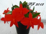 Soph. coccinea Pf 2012.JPG