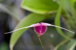 Scaphosepalum swertifolium-forum.jpg