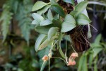 Masdevallia prodigiosa-01.jpg