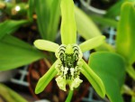 Coelogyne pandurata.JPG