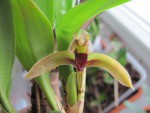 Maxillaria aciantha 1.jpg