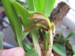 maxillaria aciantha 2.jpg