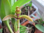 maxillaria aciantha 3.jpg