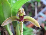 maxillaria aciantha 4.jpg