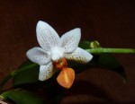 Phalaenopsis Mini Mark.jpg