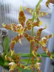 Odontoglossum sceptrum 2.JPG