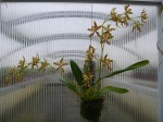 Odontoglossum sceptrum - rostlina 1.JPG