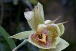 Catasetum800.jpg