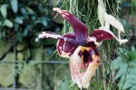 stanhopea800.jpg