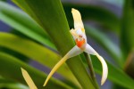 Maxillaria800.jpg