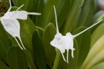 Masdevallia800.jpg