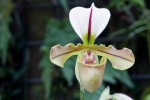 Paphiopedilum800.jpg