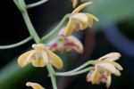 Dendrobium800.jpg