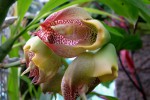 Catasetum800.jpg