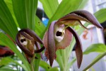 Catasetum800.jpg