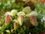 Cephalotus follicularis .JPG