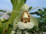 Coelogyne septemcostata 1.JPG