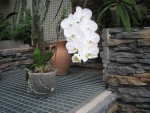 Phalaenopsis.jpg