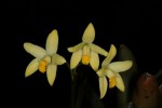 12-01-01_173743_M=B_R=8_S=4 Laelia bradei 2.jpg