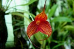 masdevallia800.jpg