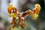 Cyrtochilum800.jpg