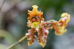 Cyrtochilum800.jpg