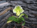 PAPH.LA MARQUANDERIE.jpg