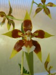 Odontoglossum cruentum.JPG