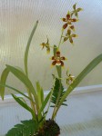 Odontoglossum cruentum - rostlina.JPG