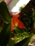 Maxillaria sophronitis.jpg