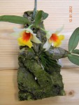 DSCN5642.JPG