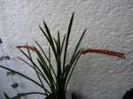 Dendrochilum wenzelii 01.JPG