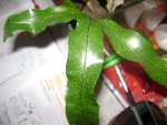DSC04216.JPG
