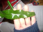 DSC04215.JPG
