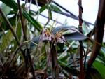 orchideje 679.jpg