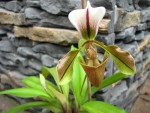 Paph.L.jpg