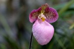 Paphiopedilum800.jpg