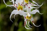 Odontoglossum800.jpg