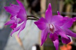 Laelia800.jpg