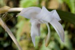 Stanhopea800.jpg