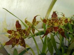 Odontoglossum cristatellum 2.JPG