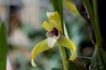 Maxillaria800.jpg